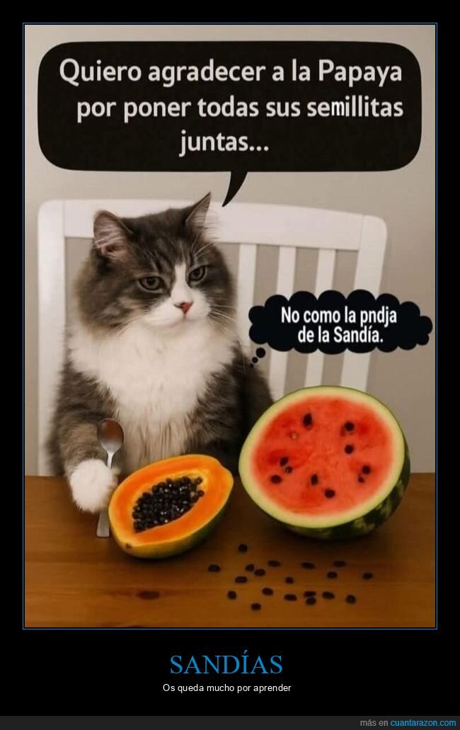 gato,papaya,sand&iacute;a,desagradecimiento,mascotas