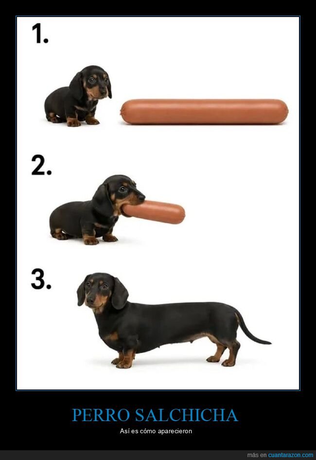 perro,salchicha,evoluci&oacute;n,transformaci&oacute;n,absurdo