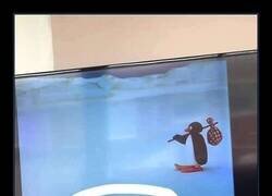Enlace a Lo siento, no hablo penguinés