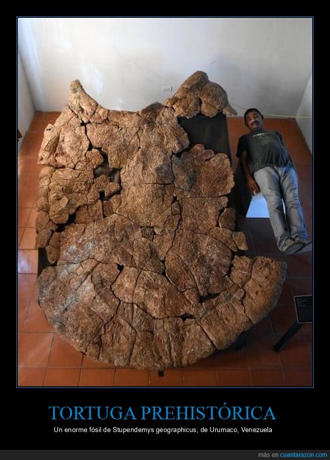 f&oacute;sil,tortuga,escala,paleontolog&iacute;a,antig&uuml;edad