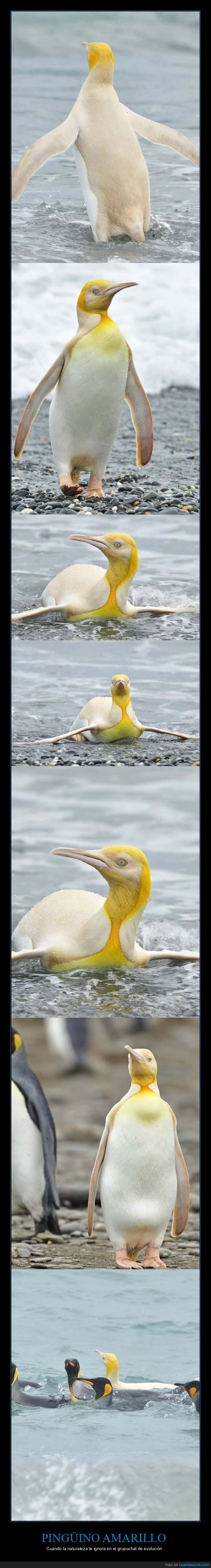 ping&uuml;ino,rareza,naturaleza,fracaso,ant&aacute;rtico