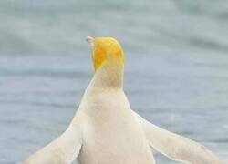 Enlace a Se avista un pingüino amarillo, una especie poco común, en el Atlántico Sur