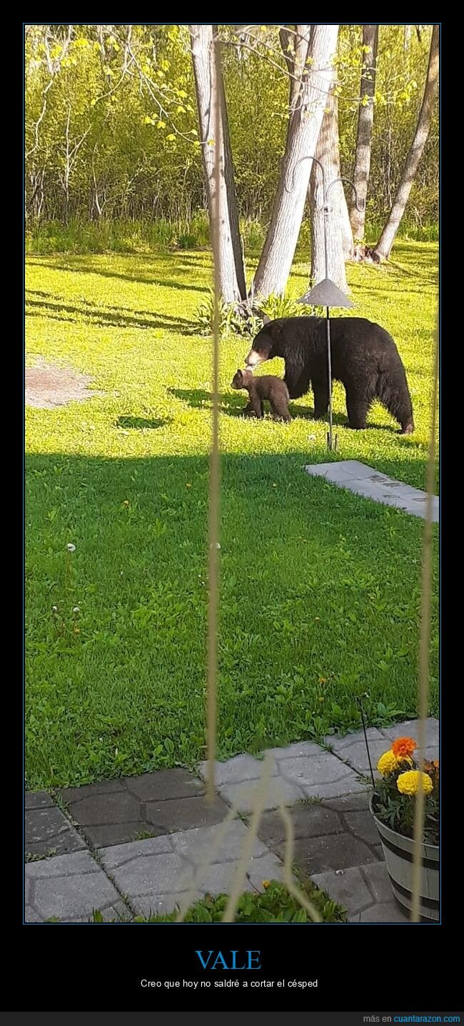 c&eacute;sped,oso,jard&iacute;n,pereza,fauna