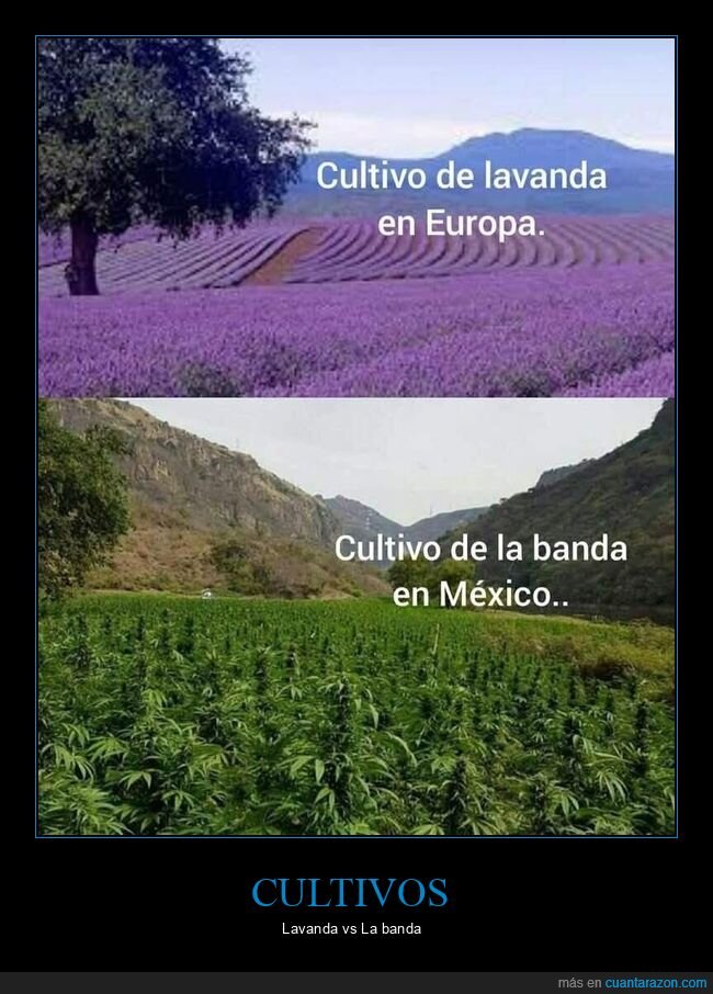 cultivo,contraste,M&eacute;xico,Europa,ilegalidad