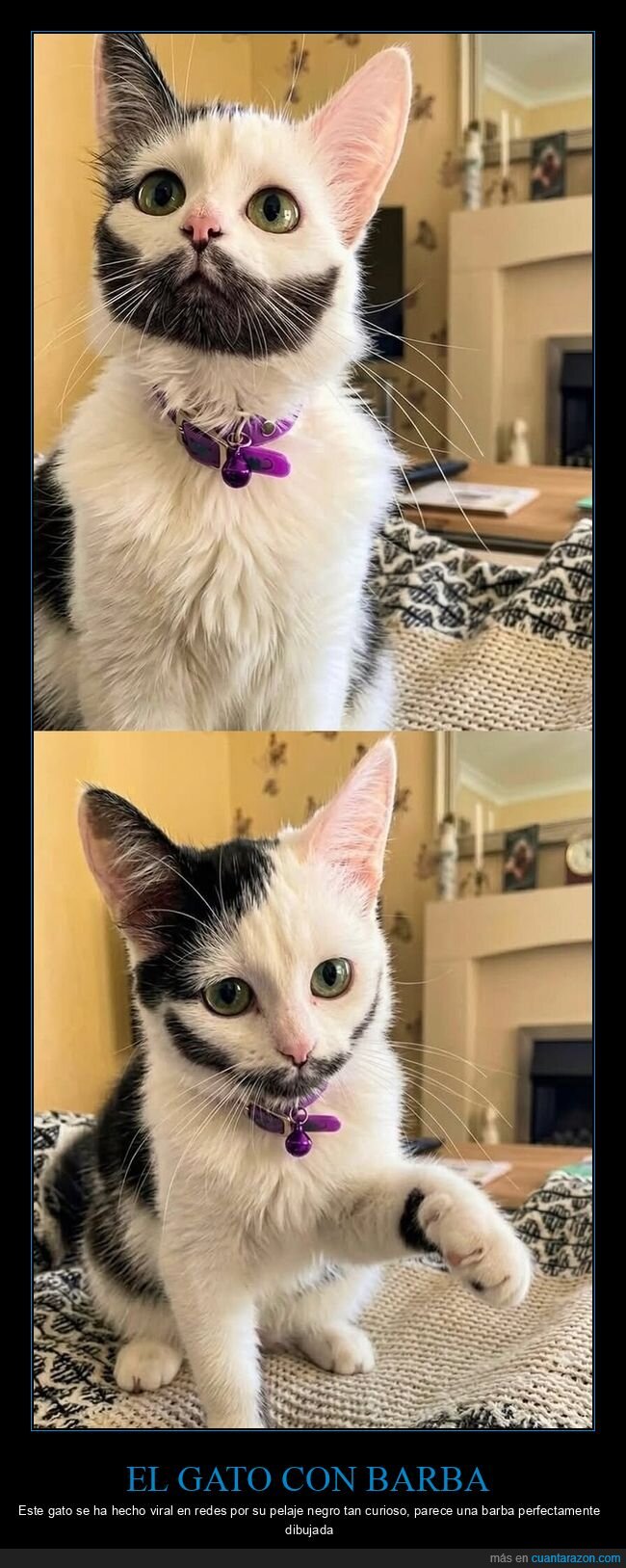 gato,barba,pelaje,felino,bigote