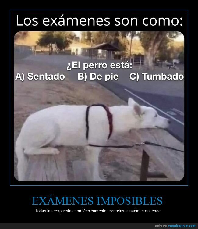 ex&aacute;menes,fracaso,confusi&oacute;n,absurdo,perro
