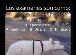 Enlace a Cuando estudias pero el profesor va a joder
