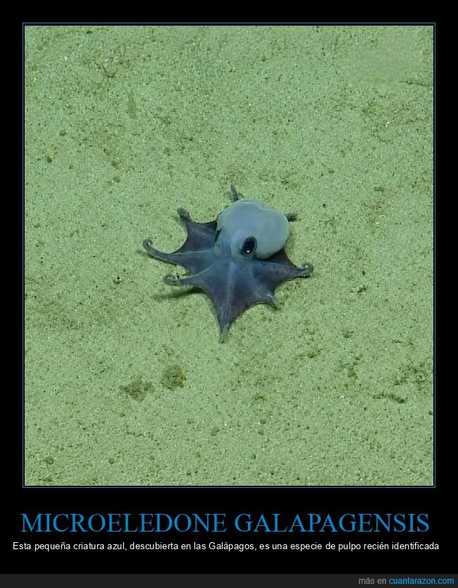 Gal&aacute;pagos,pulpo,extinci&oacute;n,descubrimiento,abismo