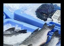 Enlace a Hasta en la pescadería