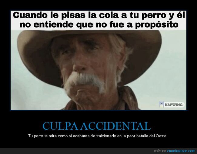 perro,culpa,incomprensi&oacute;n,traici&oacute;n,mascotas