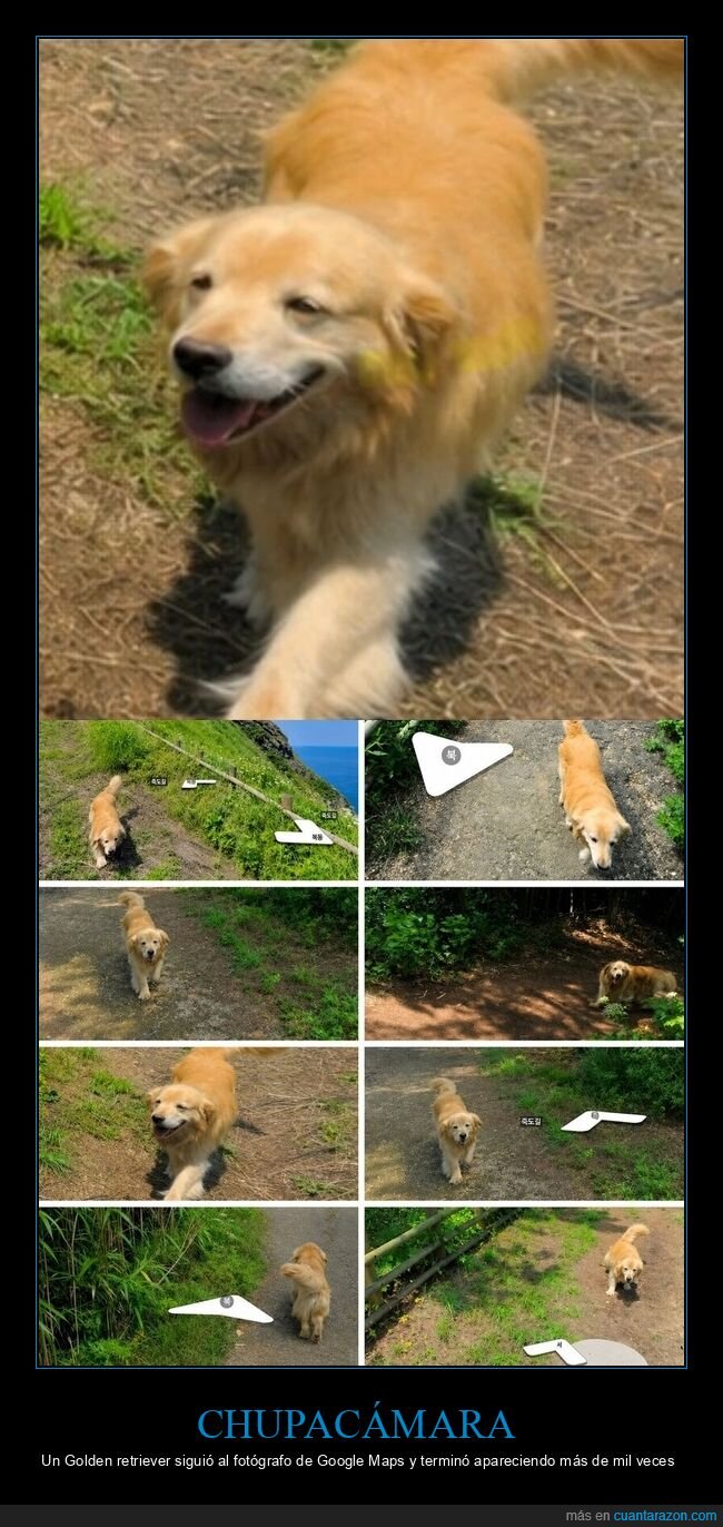 Golden Retriever,Google Maps,Street View,viral,fot&oacute;grafo