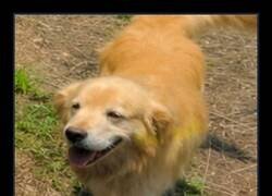 Enlace a El perro que se coló en Street View mil veces y nadie le pagó royalties