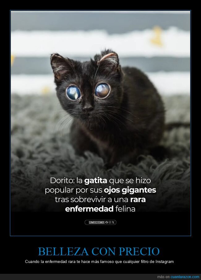 Dorito,resiliencia,adopci&oacute;n,felinos,supervivencia