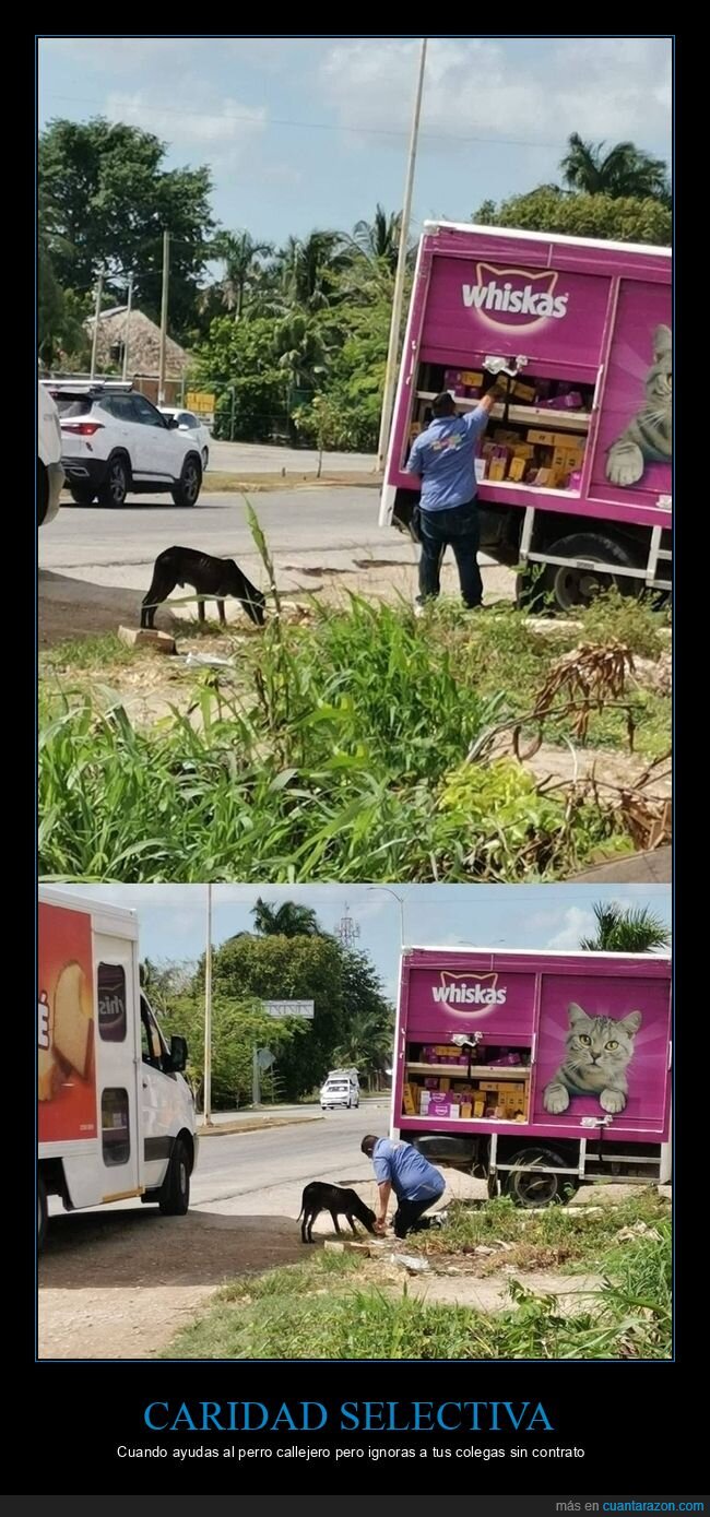 Whiskas,perro,caridad,trabajo,contraste
