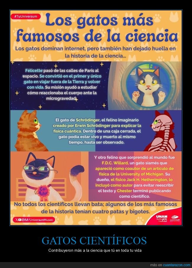gatos,ciencia,historia,internet,Schr&ouml;dinger