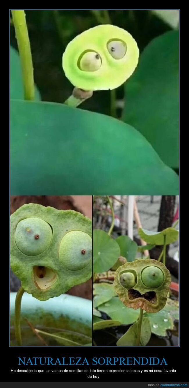 loto,naturaleza,expresiones,semillas,absurdo