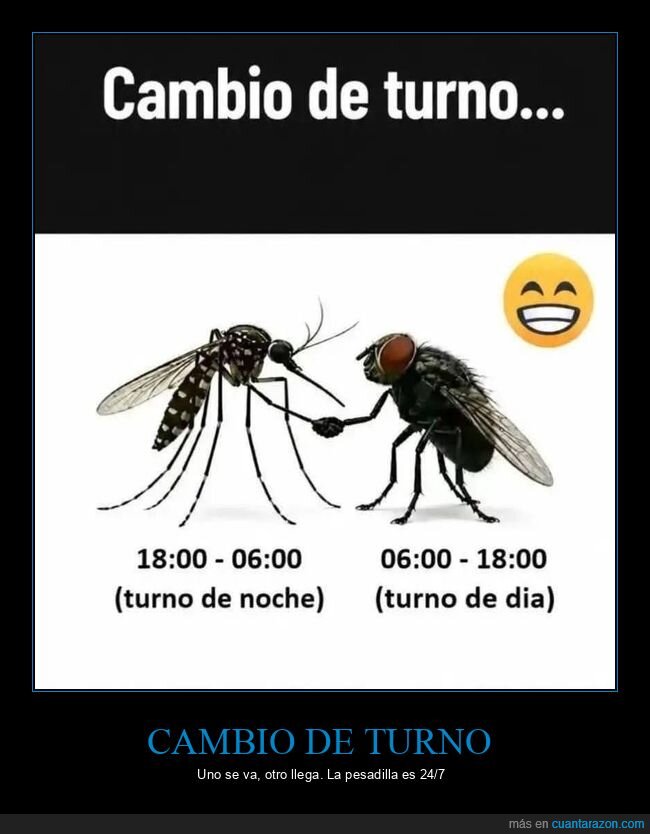 mosquitos,turnos,insomnio,plagas,pesadilla