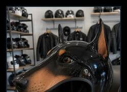 Enlace a El perro que lidera el tráfico