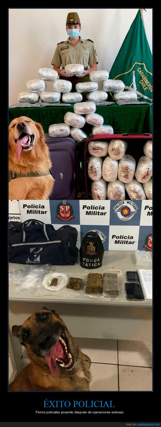 perro,polic&iacute;a,droga,incautaci&oacute;n,fracaso