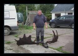 Enlace a Un pescador saca del fondo marino un cráneo de 10.000 años de antigüedad perteneciente a un alce gigante irlandés, especie ya extinta