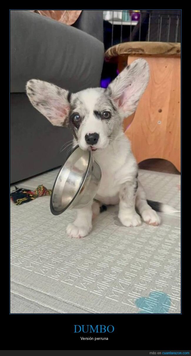 perro,orejas,hambre,adorable,mascota