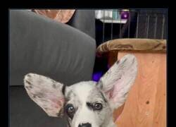 Enlace a Érase una vez un perro llamado Dumbo