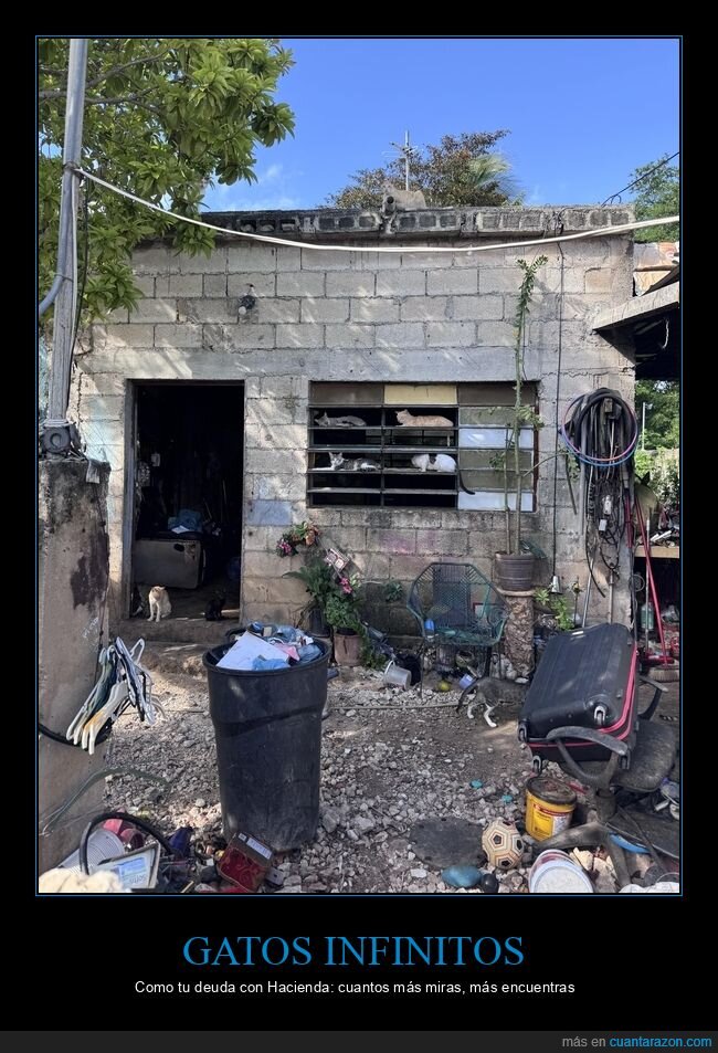 gatos,caos,desorden,b&uacute;squeda,acumulaci&oacute;n