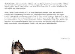 Enlace a El zorro de las islas Malvinas fue llevado a la extinción sin pruebas claras de que representara una amenaza para las ovejas. Cazado por los colonos y fácil de capturar debido a su naturaleza dócil, desapareció innecesariamente