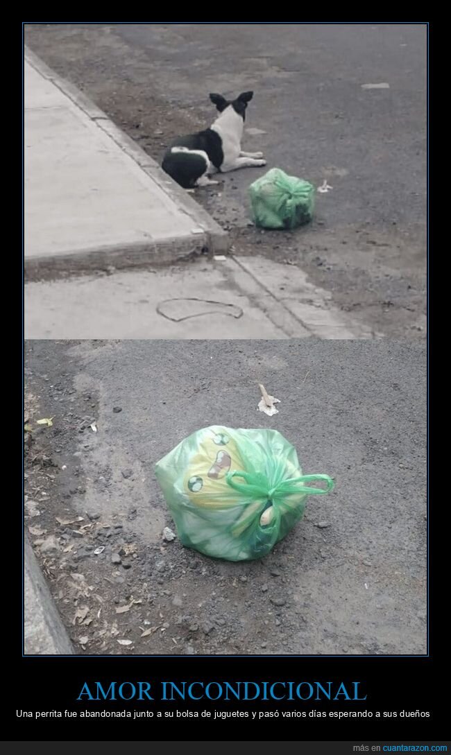 abandono,rescate,perro,esperanza,reencuentro