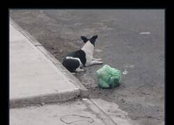 Enlace a La historia tuvo un final feliz: fue rescatada y encontró una nueva familia