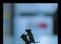Enlace a Una pelea entre dos ratones en una plataforma del metro de Londres