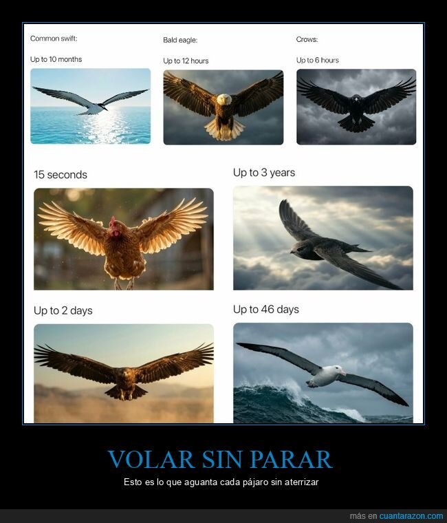 p&aacute;jaros,vuelo,resistencia,naturaleza,comparativa