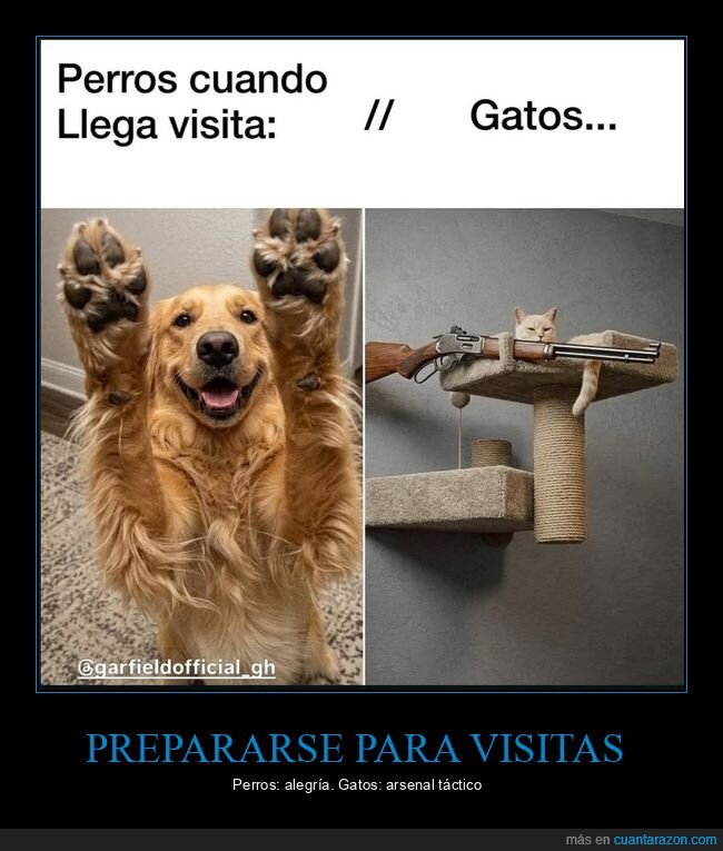perros,gatos,mascotas,defensa,contraste
