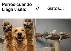 Enlace a Mientras tú saludas, él carga munición