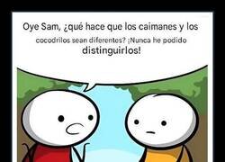Enlace a Las diferencias entre caimanes y cocodrilos