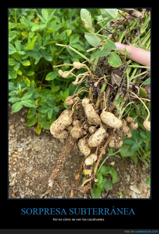 cacahuetes,cosecha,realidad,naturaleza,sorpresa