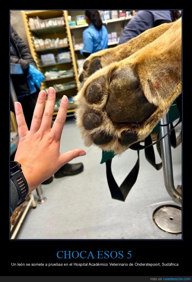 le&oacute;n,veterinaria,contacto,hospital,examen