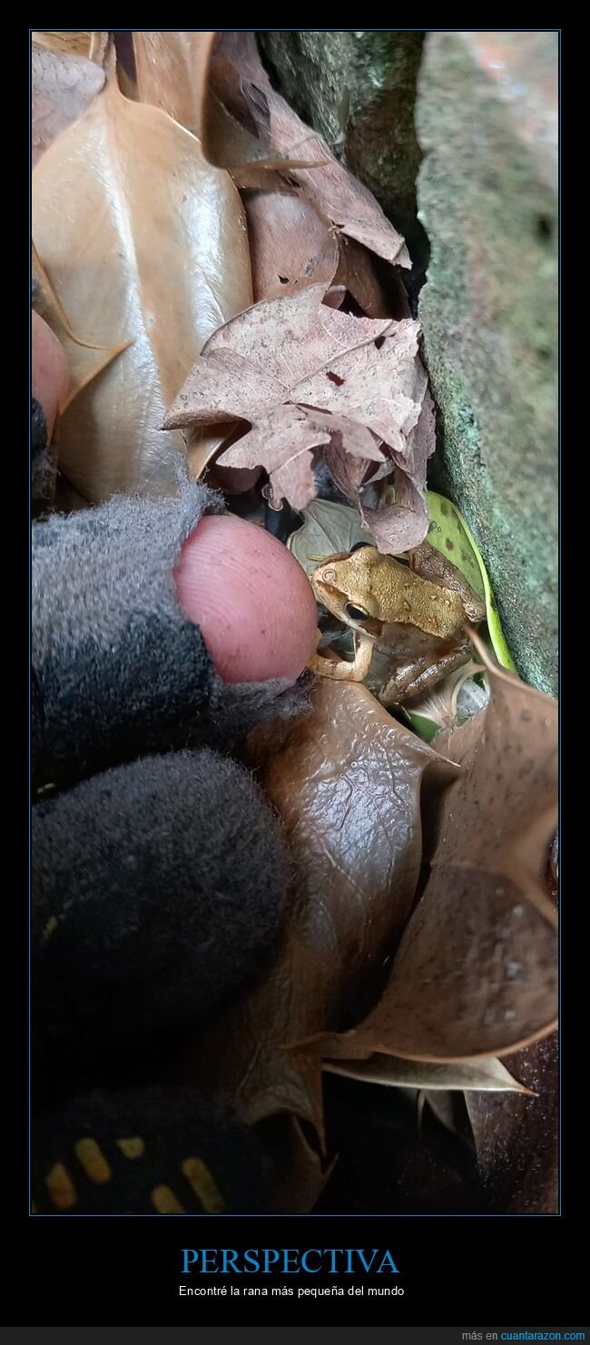 rana,diminuto,naturaleza,descubrimiento,logro