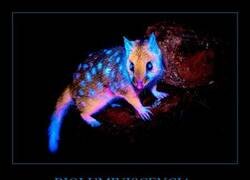 Enlace a Espectacular imagen monstrando bioluminiscencia