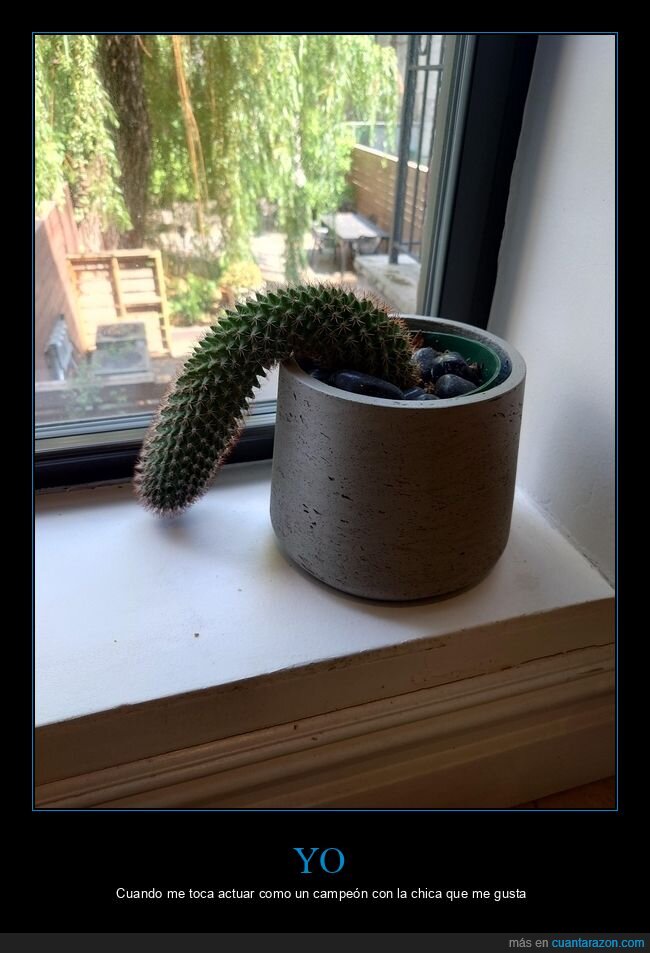 cactus,depresi&oacute;n,planta,fracaso,ventana
