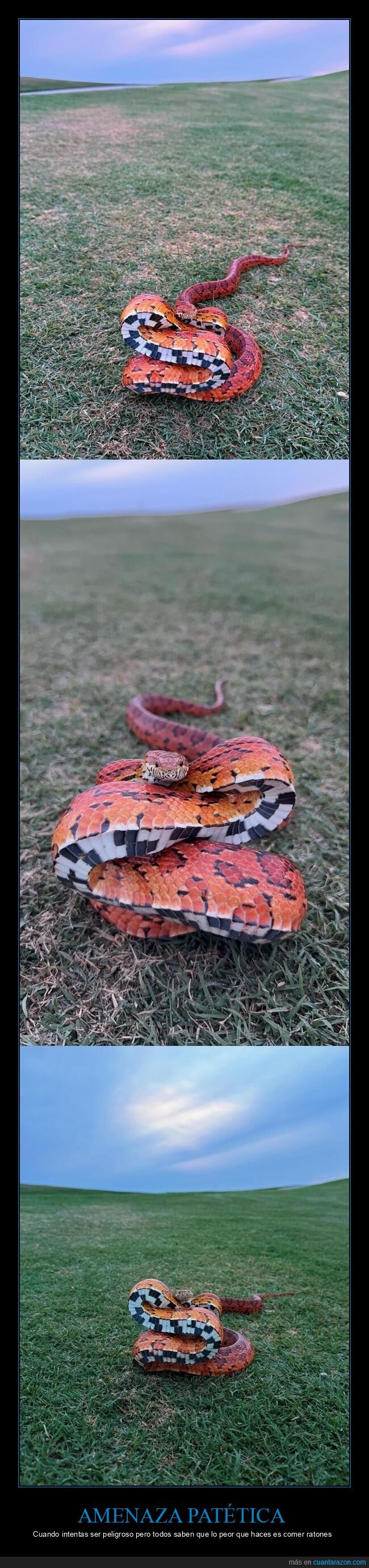 serpiente,inofensivo,teatro,postureo,fracaso