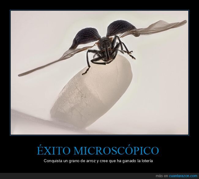 insecto,ambici&oacute;n,fracaso,grano,proporci&oacute;n