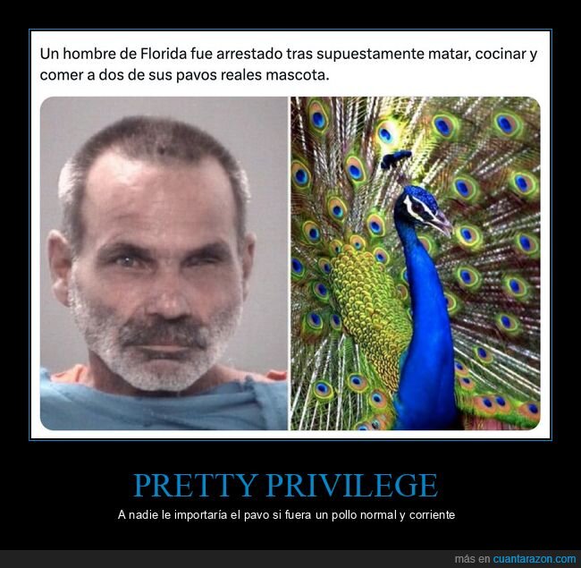 Florida,pavos reales,cocina cuestionable,mascotas,desastre
