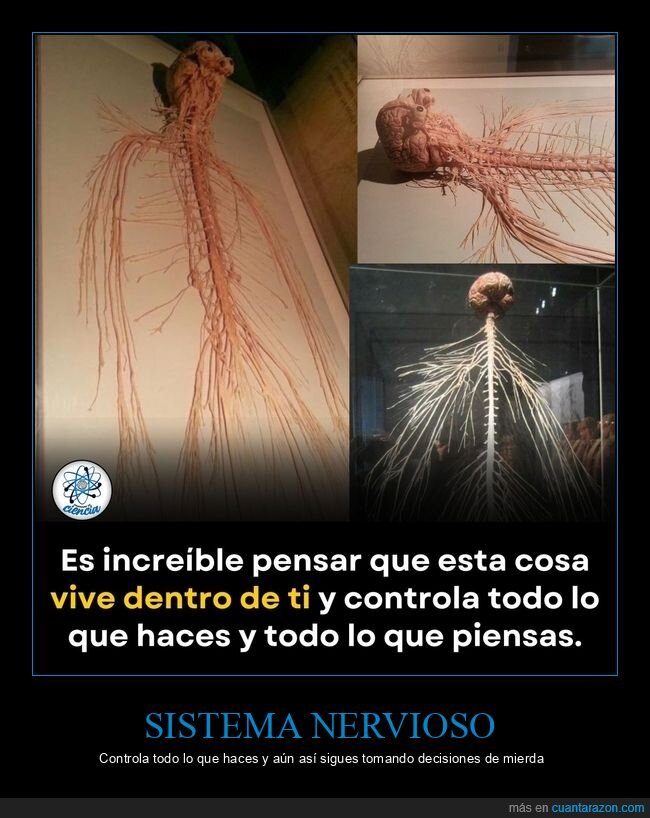 neurobiolog&iacute;a,anatom&iacute;a,nervios,humano,control