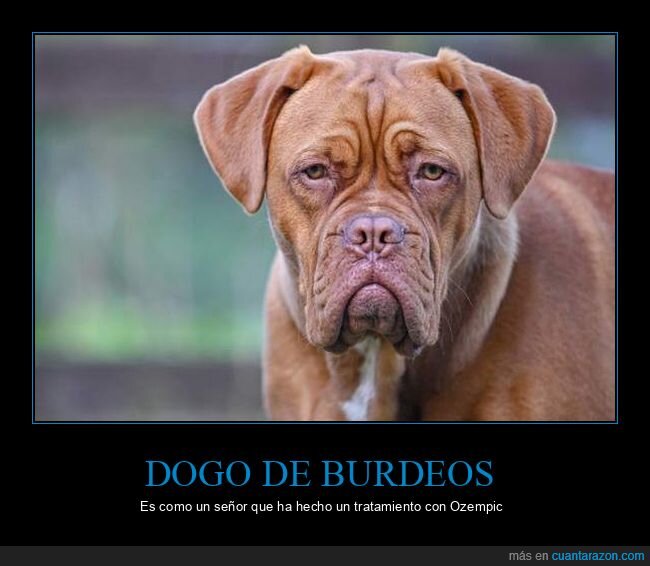 Ozempic,adelgazamiento,perro,transformaci&oacute;n,Burdeos