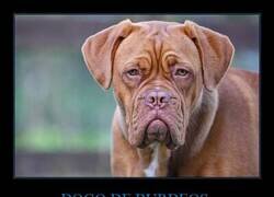 Enlace a El Dogo de Burdeos es un señor que ha hecho un tratamiento con Ozempic