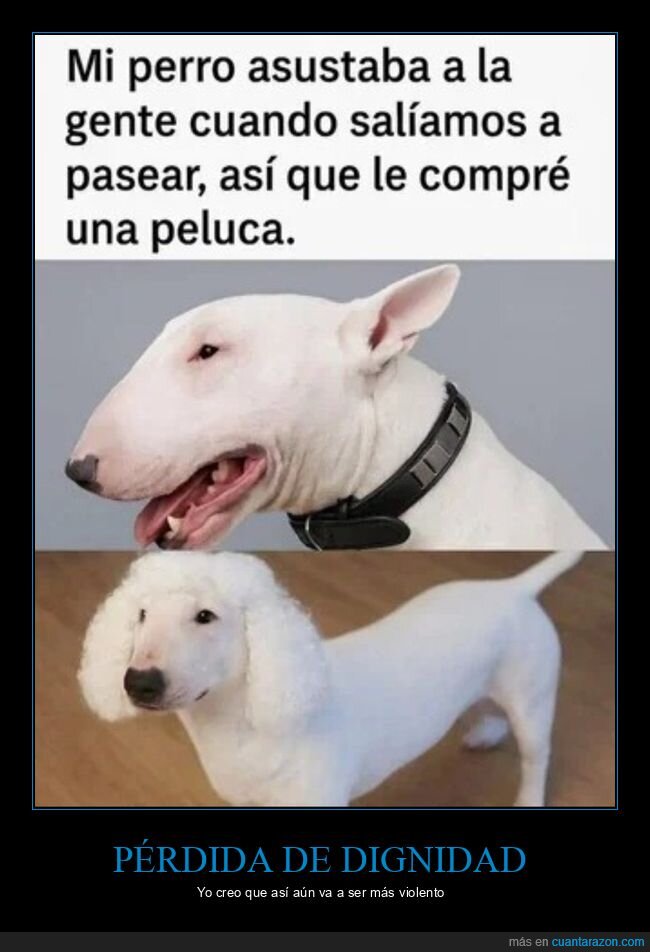 perro,peluca,fracaso,expectativa,realidad