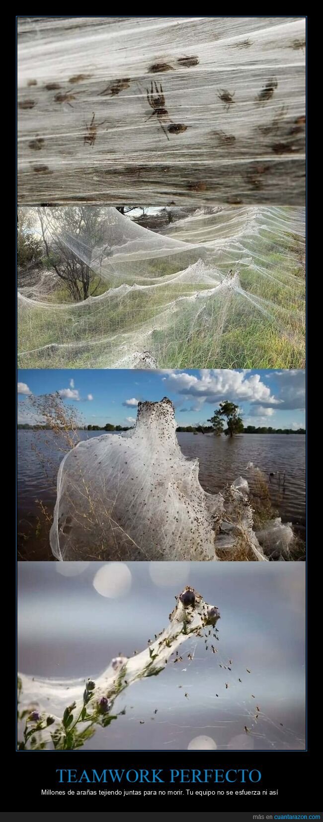 inundaci&oacute;n,supervivencia,naturaleza,Australia,ara&ntilde;a