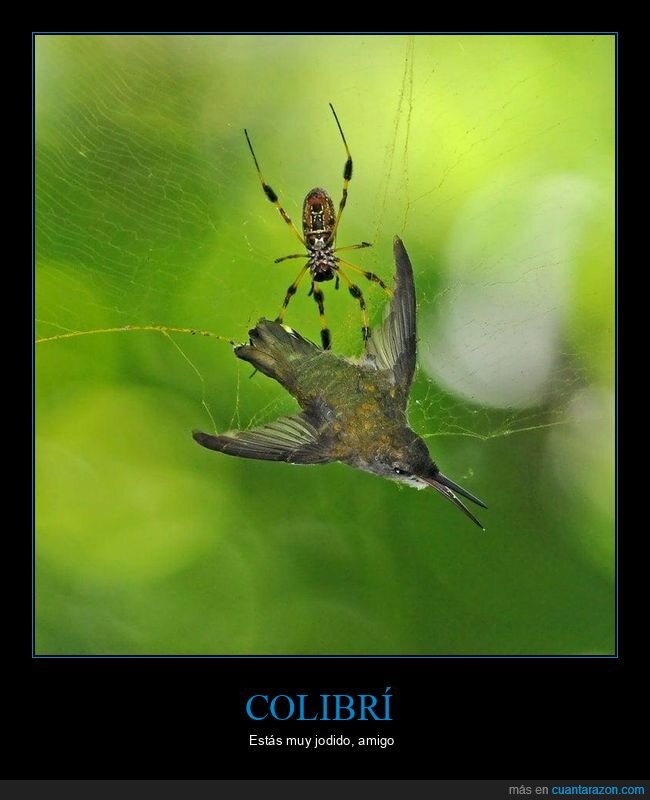 trampa,colibr&iacute;,ara&ntilde;aorbe,naturaleza,destino