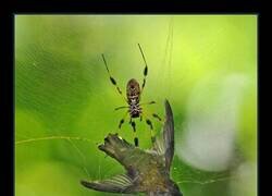 Enlace a Colibrí atrapado en la telaraña de una araña tejedora dorada
